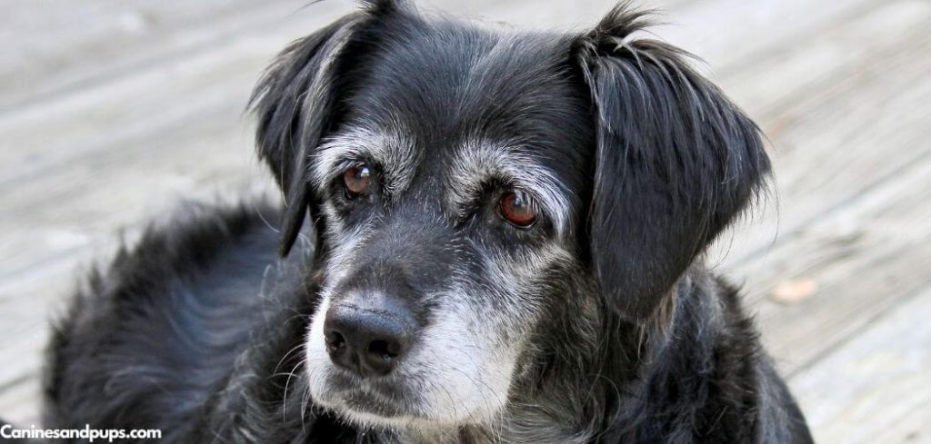 Blood in Old Dog's Urine