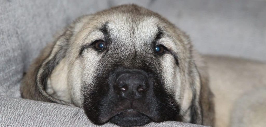 Dog Has Bad Gas Suddenly and Diarrhea