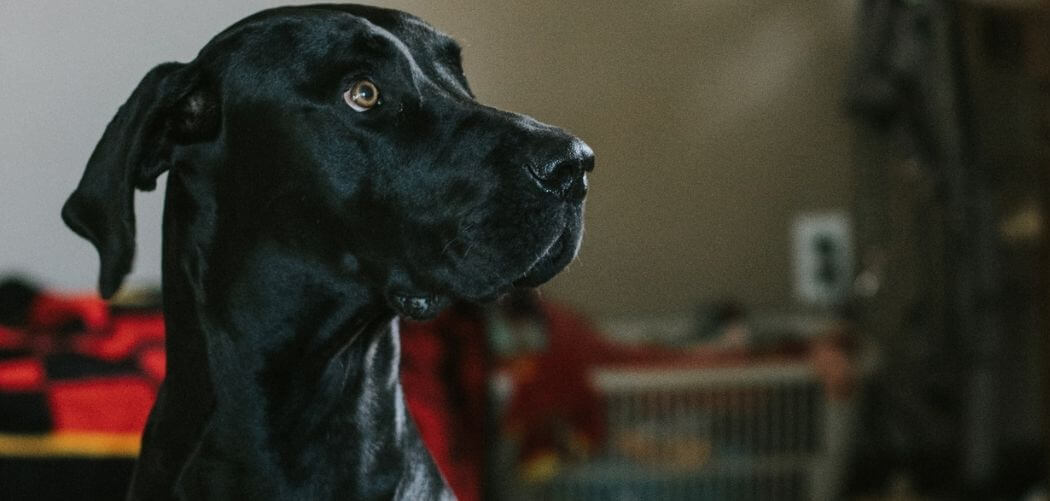 Old Dog Circling After Seizure