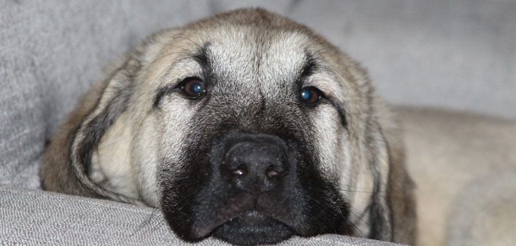 Old Dog Circling at Night