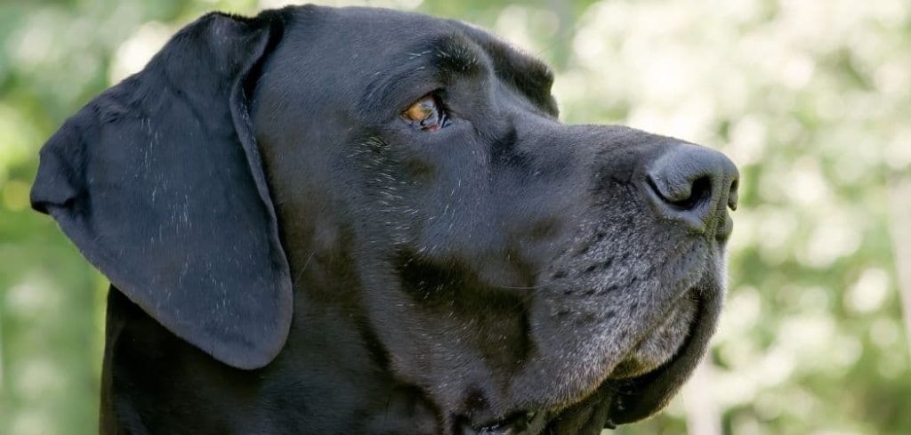 Old Dog Coughing and Diarrhea