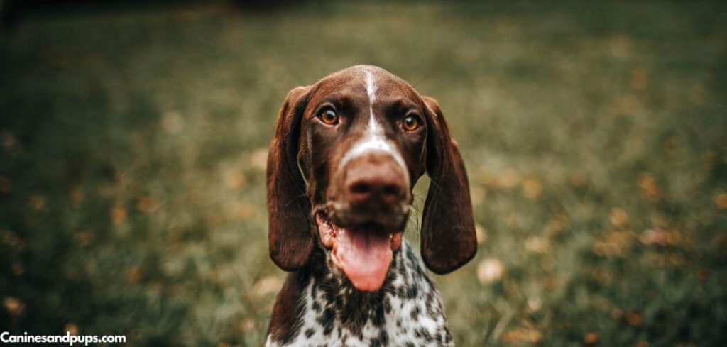 Old Dog Excited