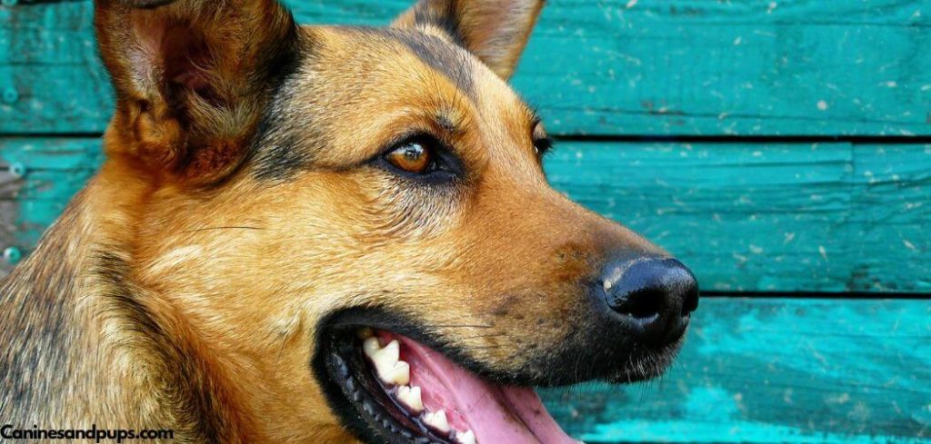 Old Dog Heavy Panting