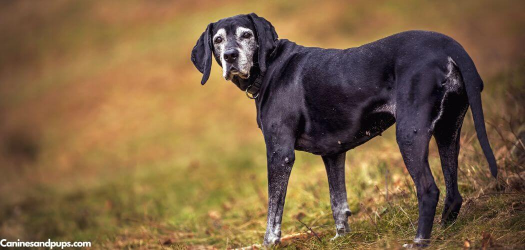 Old Dog Hopping On Back Legs