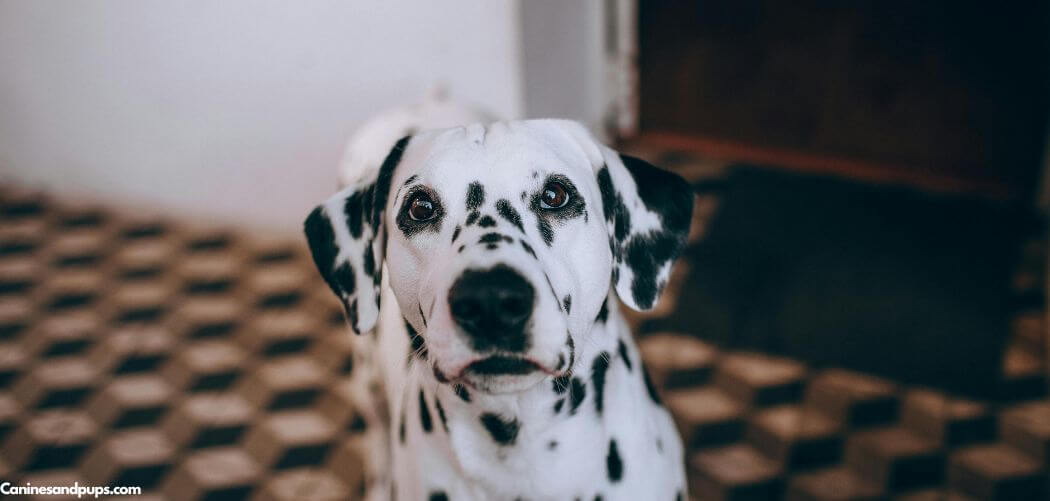 Old Dog Hungry At Night