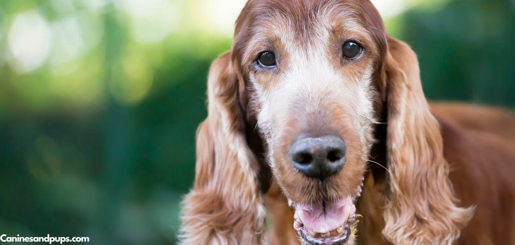 Old Dog Jaw Chattering After Yawning
