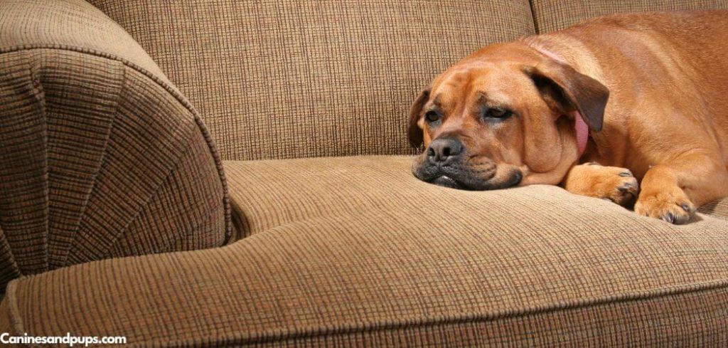 Old Dog Kennel Cough