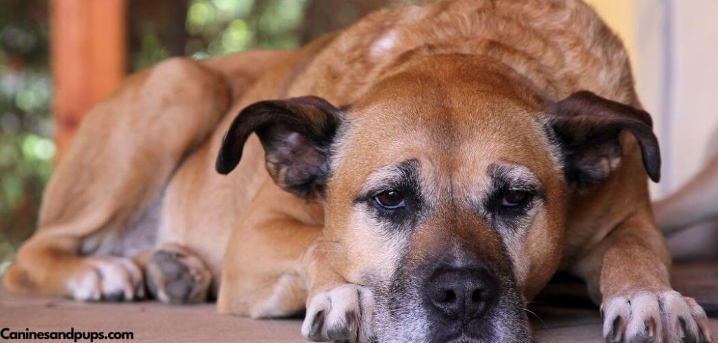 Old Dog Leaking Diarrhea