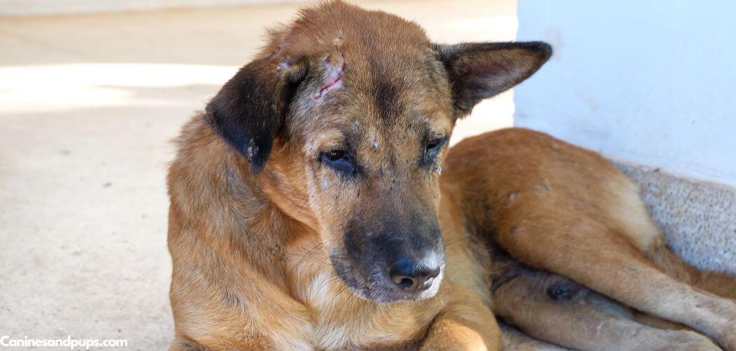 Old Dog Taking Short Quick Breaths