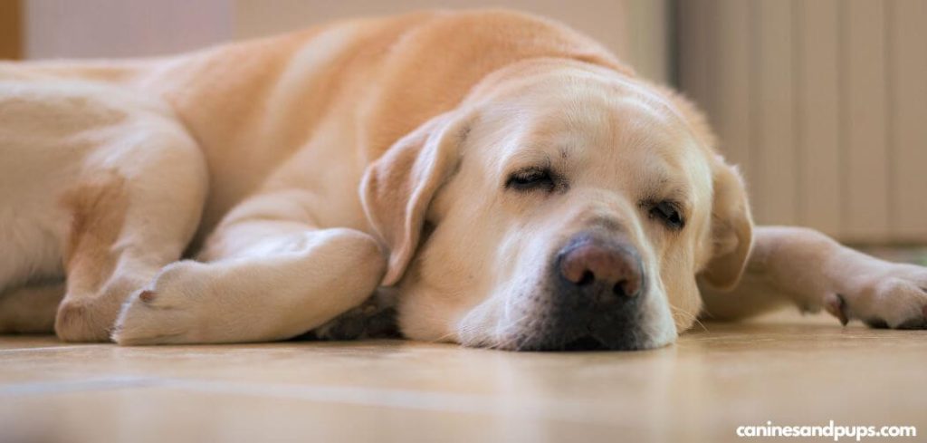 Old Dog Fluid Around Lungs