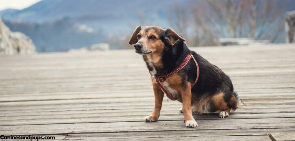 Old Dog Poop Accidents