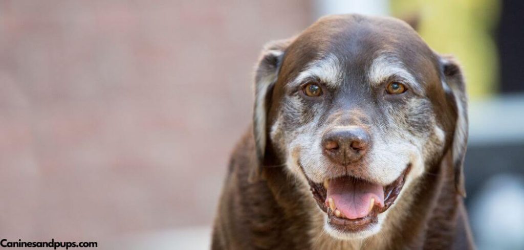 Old Dog Rapid Shallow Breathing