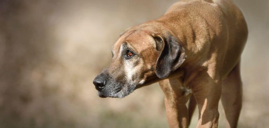 Old Dog Ribs Showing