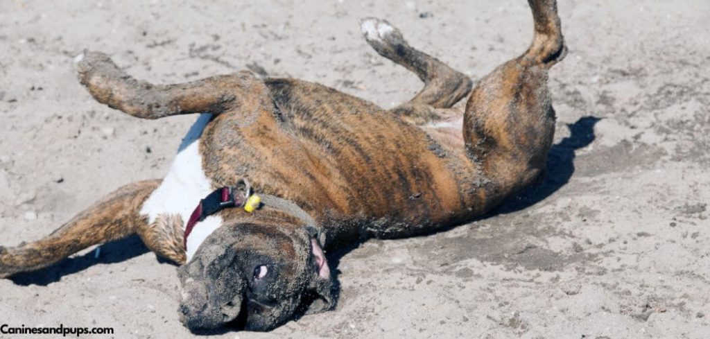 Old Dog Rolling On Back