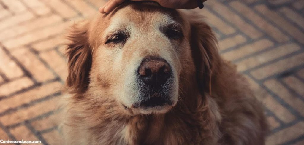 Old Dog Running Into Things