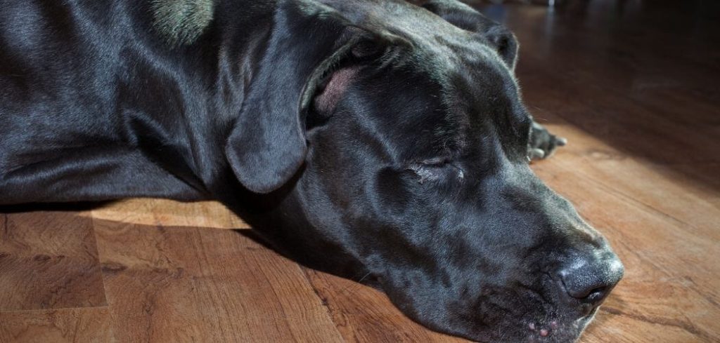 Old Dog Shaking Uncontrollably