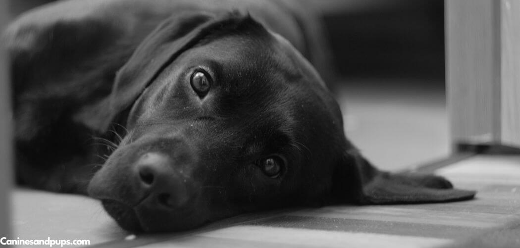 Old Dog Shivering But Not Cold