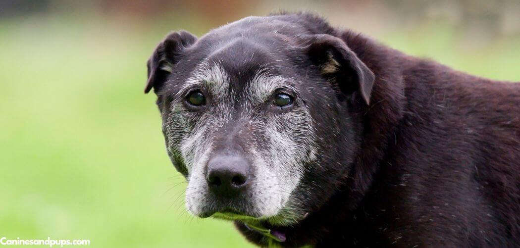 Old Dog Sickness