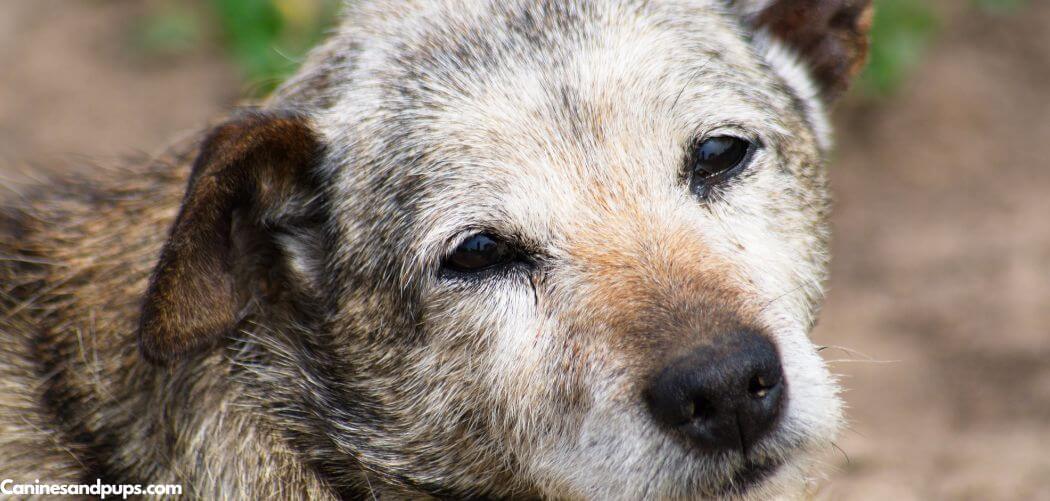 Old Dog Spots