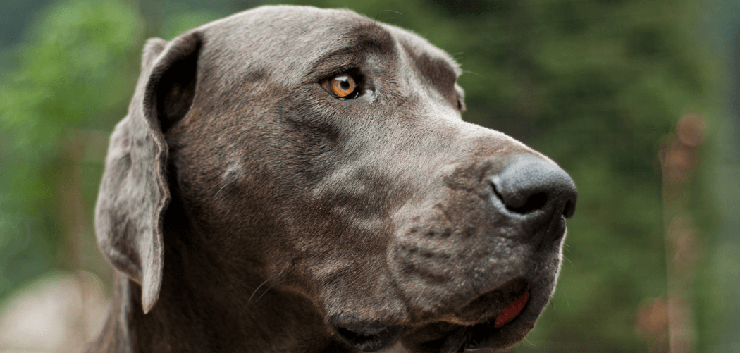 Old Dog Stumbling And Disoriented Suddenly