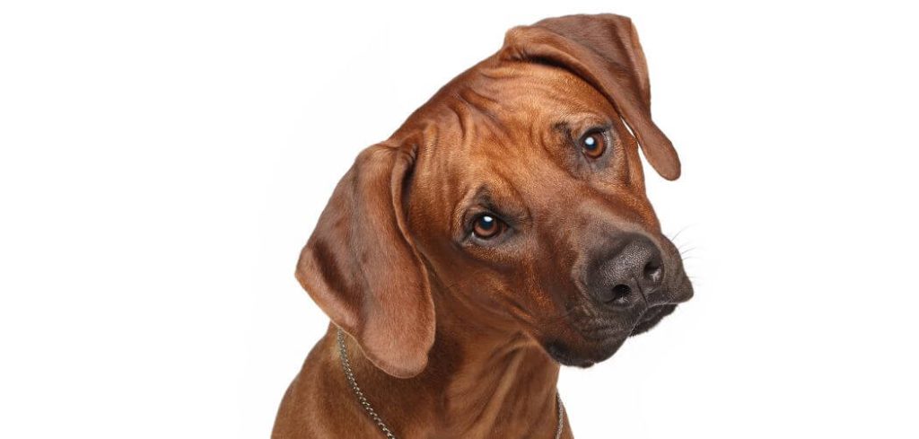 Old Dog Suddenly Food Obsessed