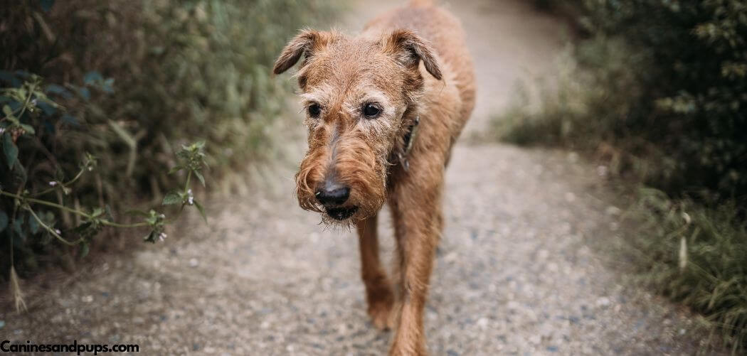 Old Dog Suddenly Losing Balance