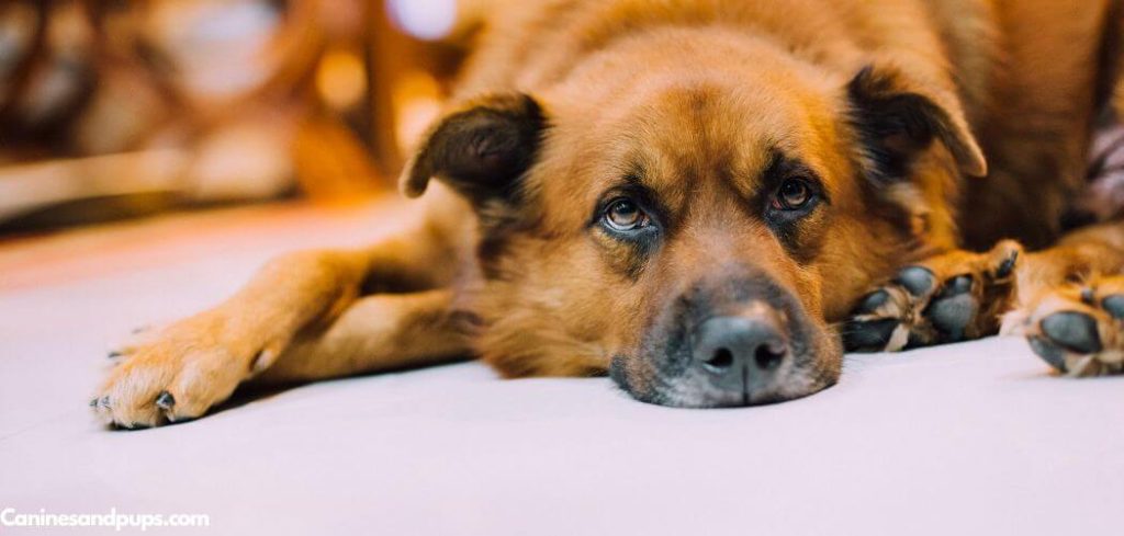 Old Dog Uncontrollable Diarrhea