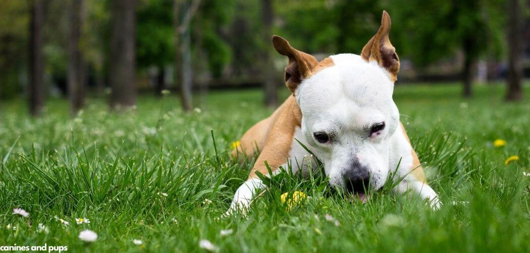 Dog Eats Grass Every Morning