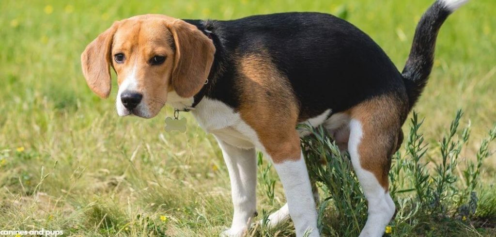 Dog Itching And Scooting