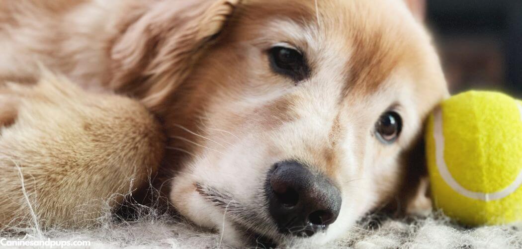 Dog Stomach Gurgling a Lot