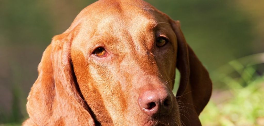 Dog Suddenly Has Pink Spot On Nose