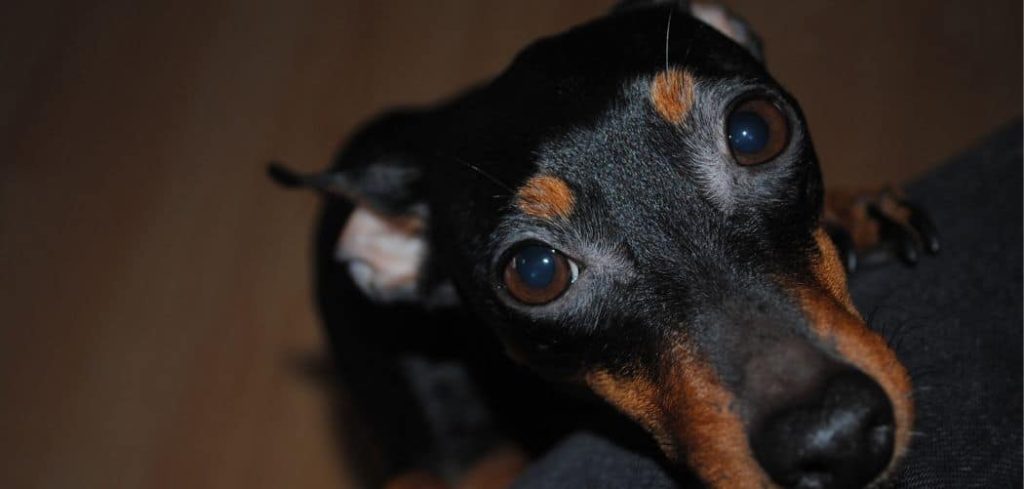 Old Dog Acting Weird At Night
