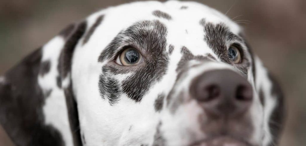 Old Dog Pupil Shape