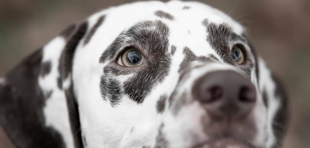 Old Dog Pupil Shape