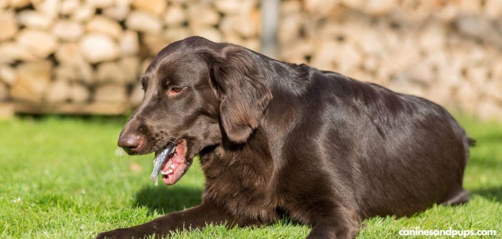 Dog Choking After Eating Grass