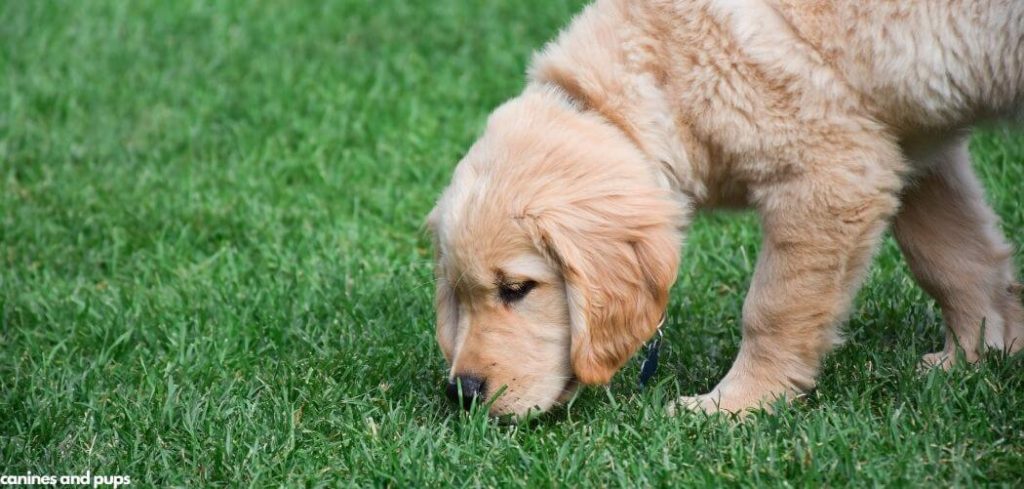 Dog Frantically Eating Grass And Gulping
