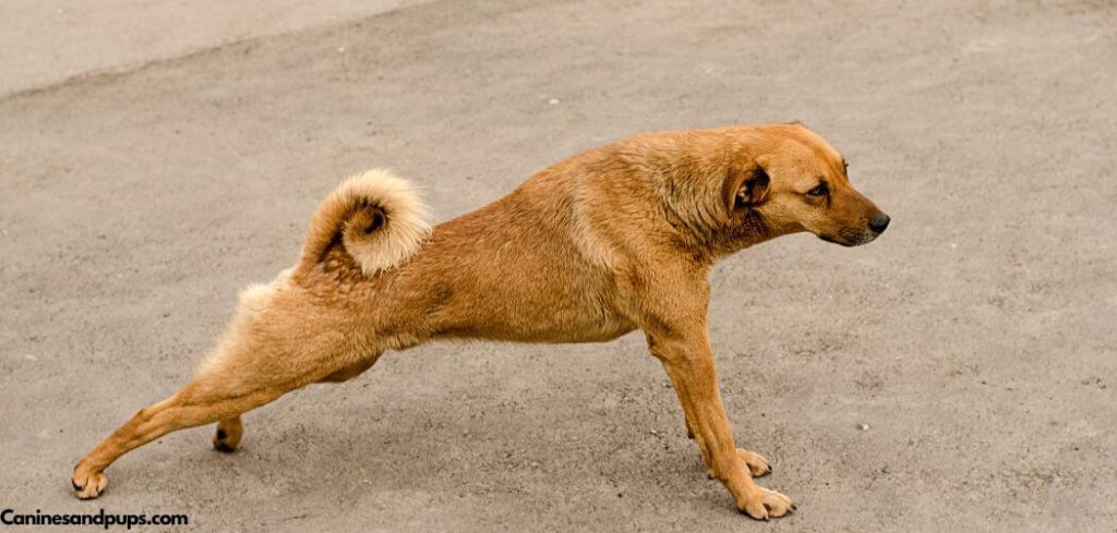 Dog Stretching While Eating
