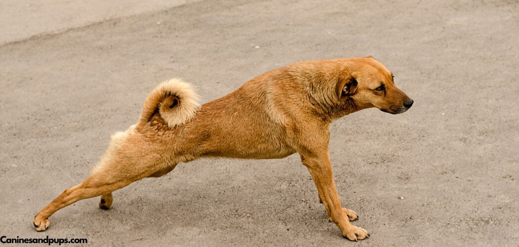 Dog Stretching While Eating