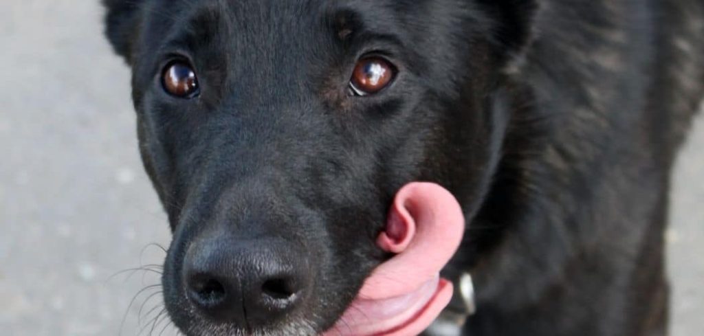 Dog Tongue Hanging Out the Side and Panting