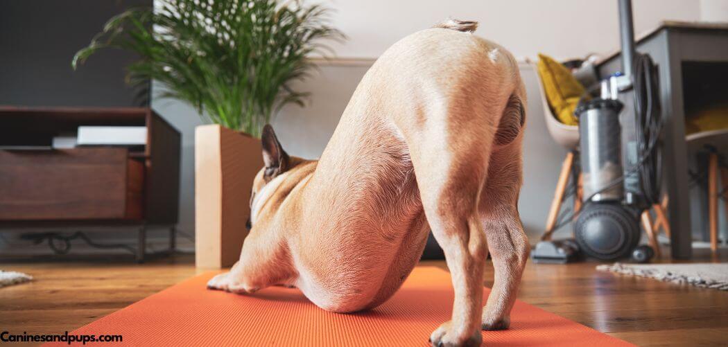 My Dog Keeps Stretching and Bowing