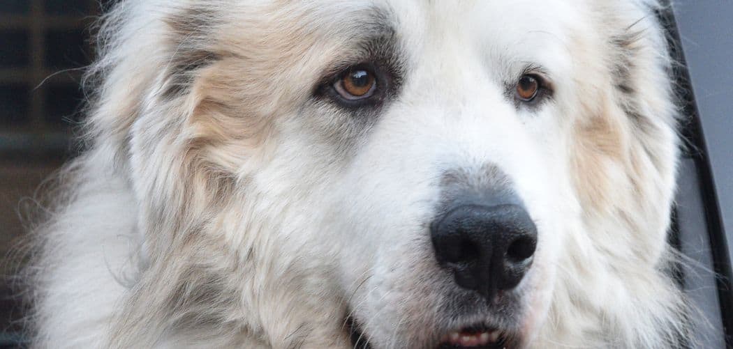 Best Cooling Mats For Senior Dogs