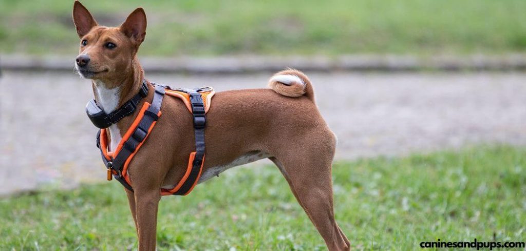 Best Dog Harnesses For Weak Back Legs
