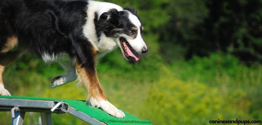 Best Dog Ramps For Senior Dogs