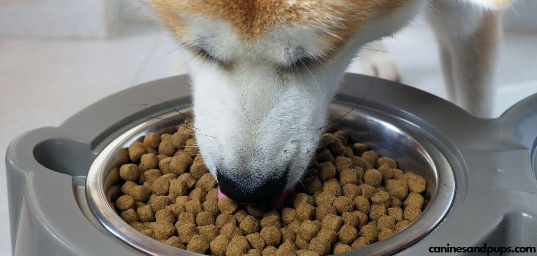 Best Elevated Feeders For Senior Dogs