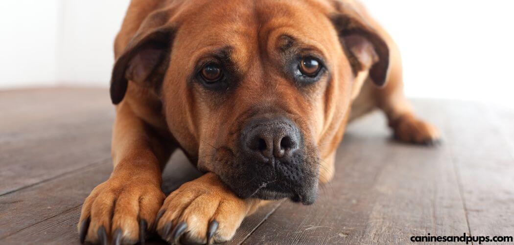Best Paw Grips For Senior Dogs