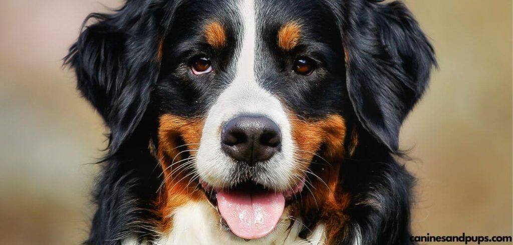 Best Probiotics For Senior Dogs