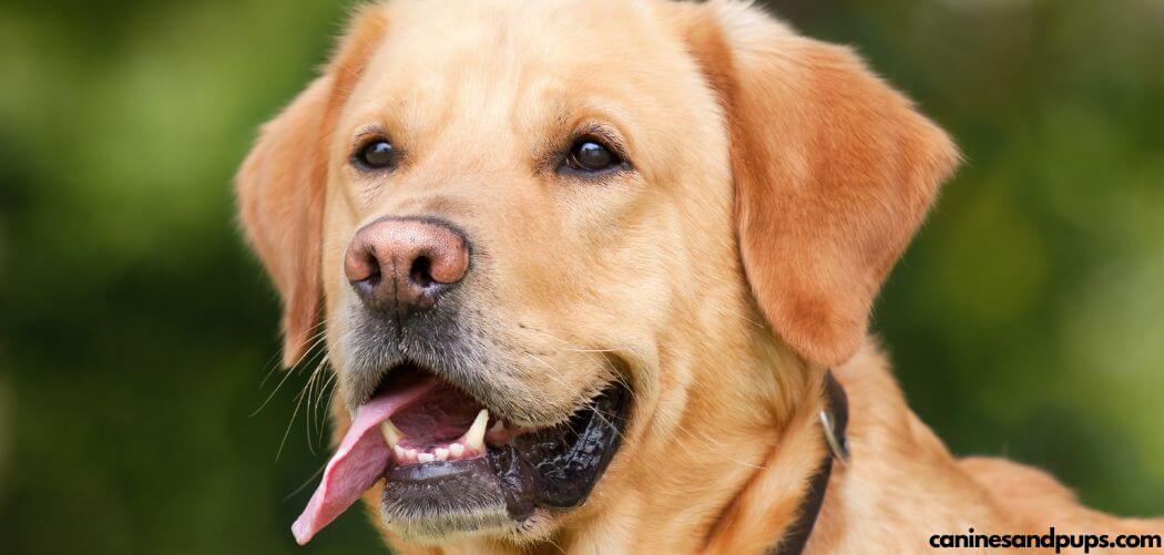 Best Sensitive Stomach Dog Foods