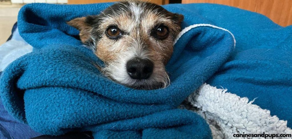 Best Waterproof Blankets For Senior Dogs