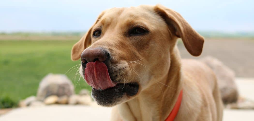 Dog Excessively Drooling and Licking Lips
