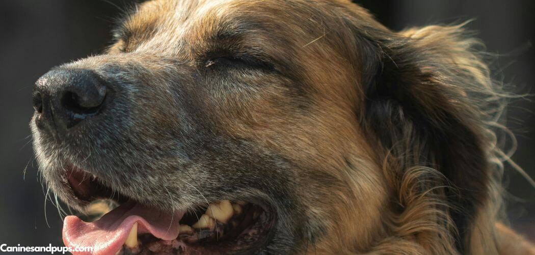 Dog Excessively Drooling on One Side